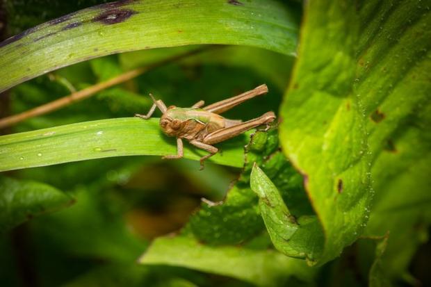 Border Counties Advertizer: A grasshopper. Picture by Paul Meakin.